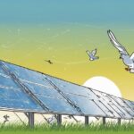 How to Stop Pigeons Nesting Under Solar Panels
